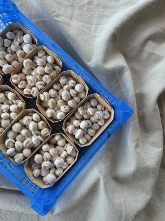 Champ blanc mini boutons pr (caisse 8x125gr)