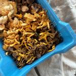 Champ bosmengeling pr (kist 1,2kg) (KIST)