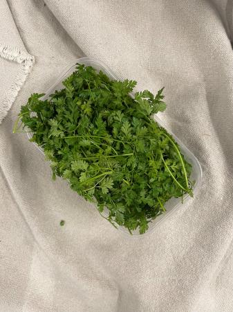 Cerfeuil pr (100g)