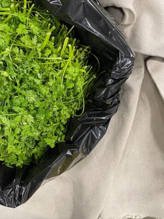 Cerfeuil pr (1kg)