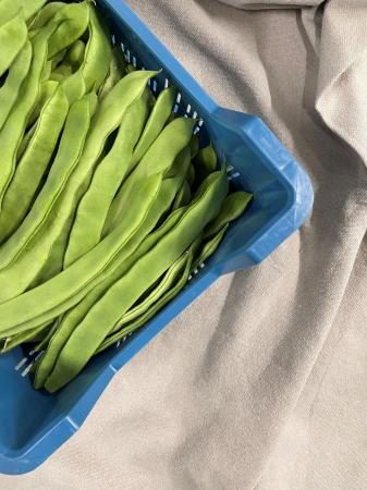 Snijbonen pr (kist 4kg)
