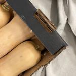 Pompoen butternut pr (kist 8stuks) (KIST)