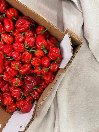 Pepers habanero rood pr (1kg)