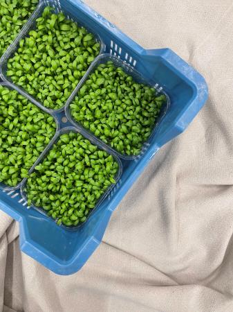 Cressonette mat pr (caisse 6pot)