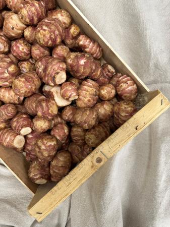 Aardpeer topinambour pr (kist 5kg)