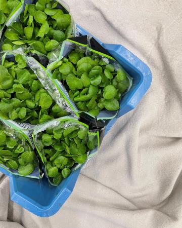 Cresson fine plante pr (caisse 10pc)