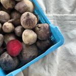 Bieten rood pr (kist 6kg) (KIST)