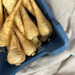 Parsnip pr (piece) (ST)