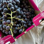 Druif blauw pitloos pr (kist 4.5kg) (KIST)