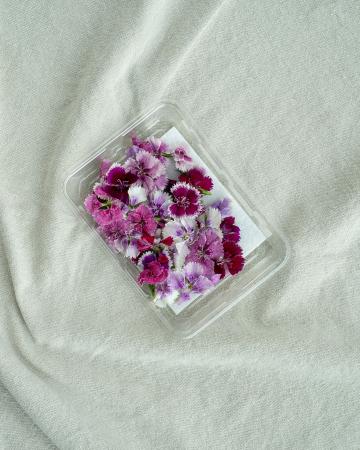 Fivola blossom pr (schaal 50st)