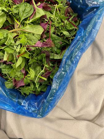 Sla mesclun gewassen pr (kist 1kg)