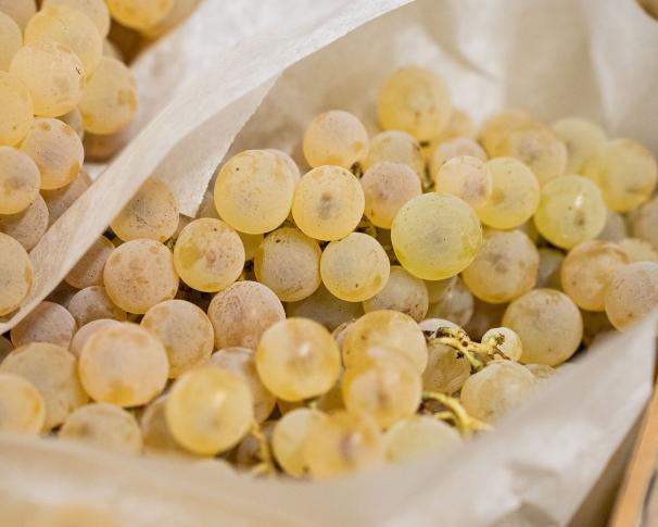 Raisins Chasselas & Muscat de retour !
