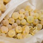 Chasselas & Muscat zijn terug!