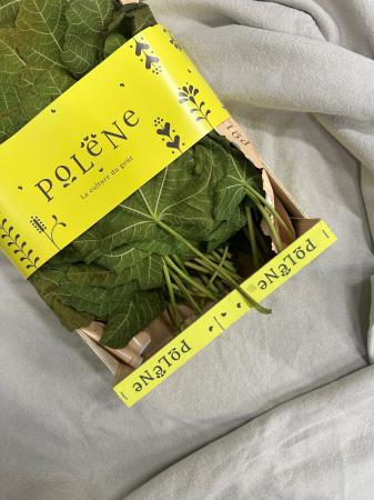 Feuille de Figue pr (caisse 25pc)