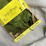 Vijgen blad pr (kist 25st) (ST)