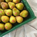 Peren doyenne pr (6st) (SCH)