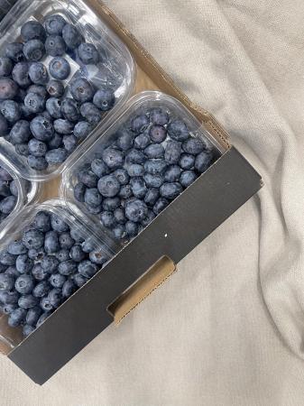 Bosbes pr kist (12 potjes)