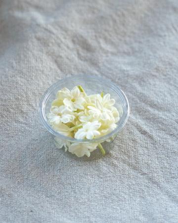Bloem jasmijn pr (schaal)