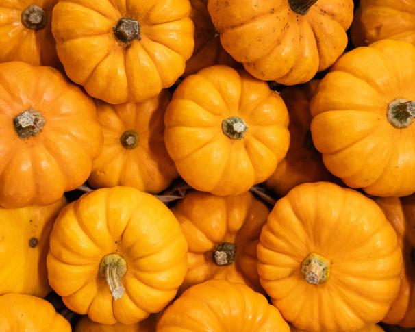 Pumpkin season has started!