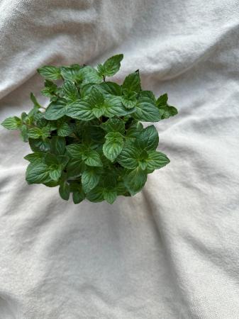 Chocolademunt pr (plant) (bio)