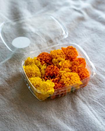 Bloem Afrikaantjes pr (schaal)
