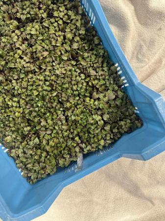 Bicolor Shiso cress pr (kist 16xpot)
