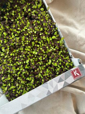 Bicolor Mustard cress pr (kist 16xpot)