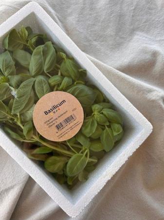 Basilicum pr (box 300g)