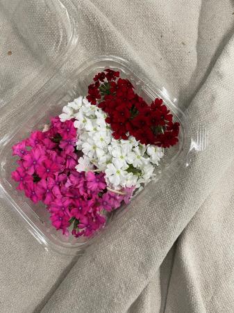Bloem verbenabloem pr (schaal)