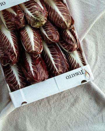 Radicchi treviso precoche langwerpig pr (kist)