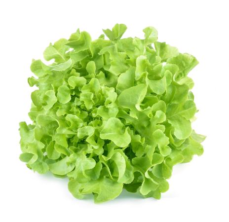 Sla eikeblad groen pr (kist 8stuks)