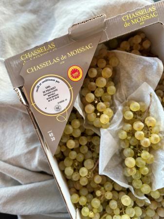 Druif chasselas pr (kist +/- 4,5kg)
