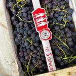 Druif muscat pr (kist +/- 6,5kg) (KIST)