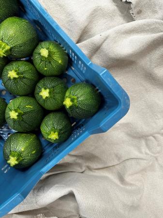 Courgette ronde pr (caisse)